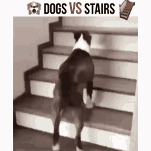 Dogs Vs Stairs Funny Dog GIF - Dogs Vs Stairs Funny Dog Dogs GIFs