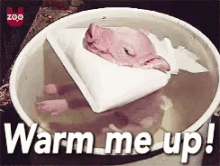 Warm Me Up GIF - Warm Me Up Pig GIFs