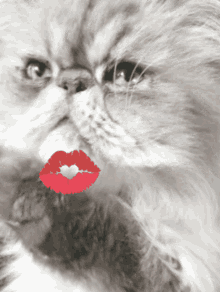 Kisses Cat GIF - Kisses Kiss Cat GIFs