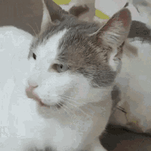 Cat Miya GIF - Cat Miya Miyathe Cat GIFs
