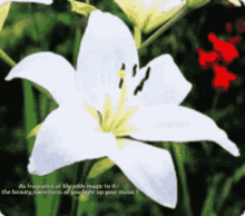 Flowers Images GIF - Flowers Images GIFs