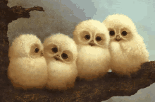 owl baby owl family cute