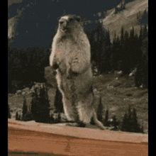 a ground squirrel is standing on its hind legs on top of a wooden ledge .