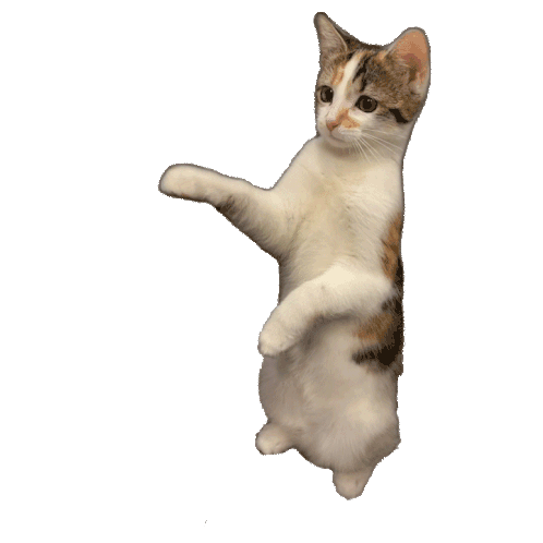 Cute Cat GIF - Cute Cat - Discover & Share GIFs in 2023