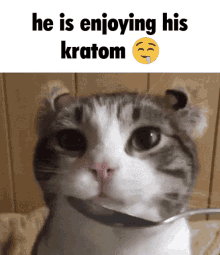 Cat Kratom GIF