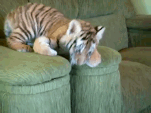 Playtime GIF - Animals Tiger Cub GIFs