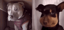 Vmnjuul Tiktok Dog GIF - Vmnjuul Tiktok Dog Silly Puppy GIFs