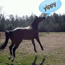 Yippee Yippie GIF - Yippee Yippie Horse GIFs
