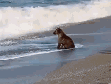 Dog Sea GIF