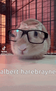 a rabbit wearing glasses with the name albert harebrayn on the bottom
