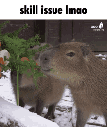 Capybara Skill Issue GIF - Capybara Skill Issue Eat GIFs