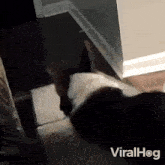 Sliding Down Corgi GIF - Sliding Down Corgi Viralhog GIFs