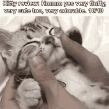 Kitty Cat GIF - Kitty Cat Kitty Review GIFs