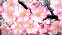 Sakura Flower GIF