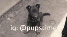 a black puppy is sitting on the ground next to the words ig @ pupstime