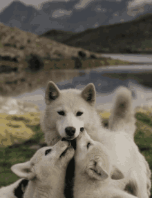 Wolf Love GIF - Wolf Love Mother GIFs