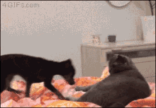 two cats are playing on a bed and the website 4gifs.com is in the corner