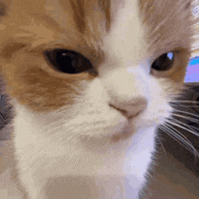a close up of a cat 's face looking at the camera .