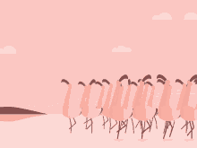 birds flamingoes