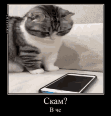 Komaru Cat Komaru GIF - Komaru Cat Komaru Cat GIFs