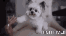 high five awesome score derpy dog herp derp