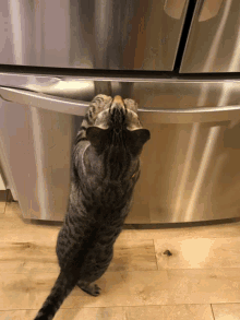 cat climbing fridge
