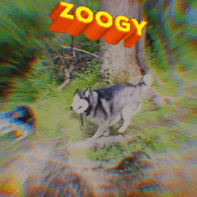 a dog with a stick in its mouth is standing in the grass with the word zoogy above it