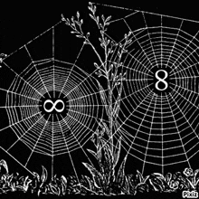 a black and white drawing of a spider web with a plant in the middle