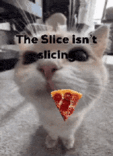 a cat is licking a slice of pizza with the words " the slice isn 't slicing " behind it