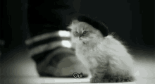 Oui. GIF - Animals Cats Kitten GIFs