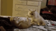 Excited Dance GIF - Excited Dance Cat GIFs