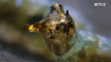 Black Fly Larvae Mouth GIF - Black Fly Larvae Mouth Catching Food GIFs