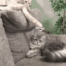 Cat Fight Tail GIF