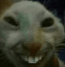 Cat Smile Smile Filter GIF