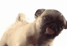 Puppy Pug GIF - Puppy Pug Lick GIFs