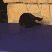 Black Scared GIF - Black Scared Cats GIFs