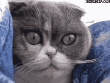 Cat Shocked GIF - Cat Shocked What GIFs