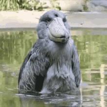 Wow What GIF - Wow What Duck GIFs