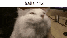 a close up of a white cat with the words balls 712 on the bottom