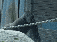 a gorilla is behind a rope in a cage