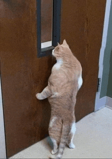 открой дверь хозяин пришел кот GIF - открой дверь хозяин пришел кот хозяин GIFs