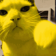 Cat In Yellow GIF - Cat In Yellow GIFs
