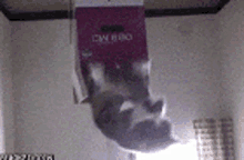 Cat Man GIF - Cat Man Upside Down GIFs