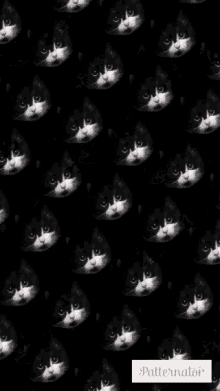 Crablegs Cat GIF - Crablegs Cat Cute GIFs
