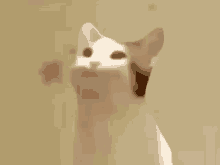 Yellow Bitcoin Pop Cat GIF