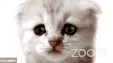 Attorney Zoom GIF - Attorney Zoom Meeting GIFs