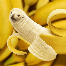 a seal is sitting inside of a peeled banana