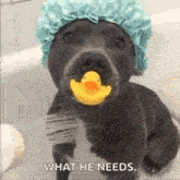 the dog is wearing a shower cap and holding a rubber duck in its mouth .