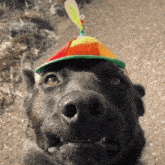 Perro Sombrero GIF
