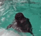 Seal Dancing GIF - Seal Dancing Baikal Seal GIFs
